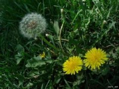 蒲公英茶菜谱,怎么制作蒲公英茶