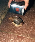 天富开户骨折中期食谱大全,哪些食物有利于骨折