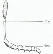 冬虫夏草的形成生长过程图片 虫草的形成过程是